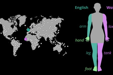 Sprachprobe der Studie: Wörter für Arm/Hand und Bein/Fuß in Englisch und Wolof; Illustration: Dr. Annika Tjuka/MPI-EVA