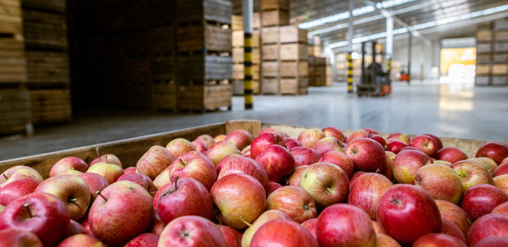 Dekobild: Äpfel in einem Logistikzentrum