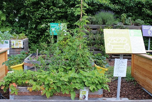 Hochbeete mit Schildern "Mobil Gärtnern" und "Vertikales Gärtnern", augewachsene Pflanzen