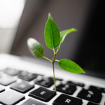 Laptop keyboard with plant growing on it