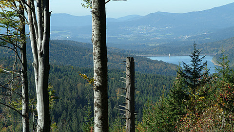 Hiking along the Goldsteig hiking route; in the background: the Rachelsee lake, Source: Tourismusverband Ostbayern e.V., Photo: Michael Körner