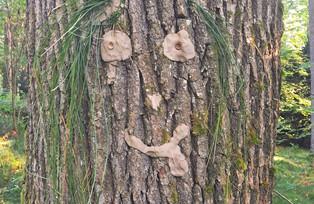 Gesicht auf Baum 