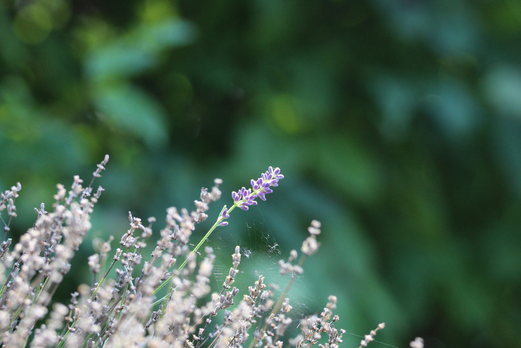 Lavendel Nahaufnahme 