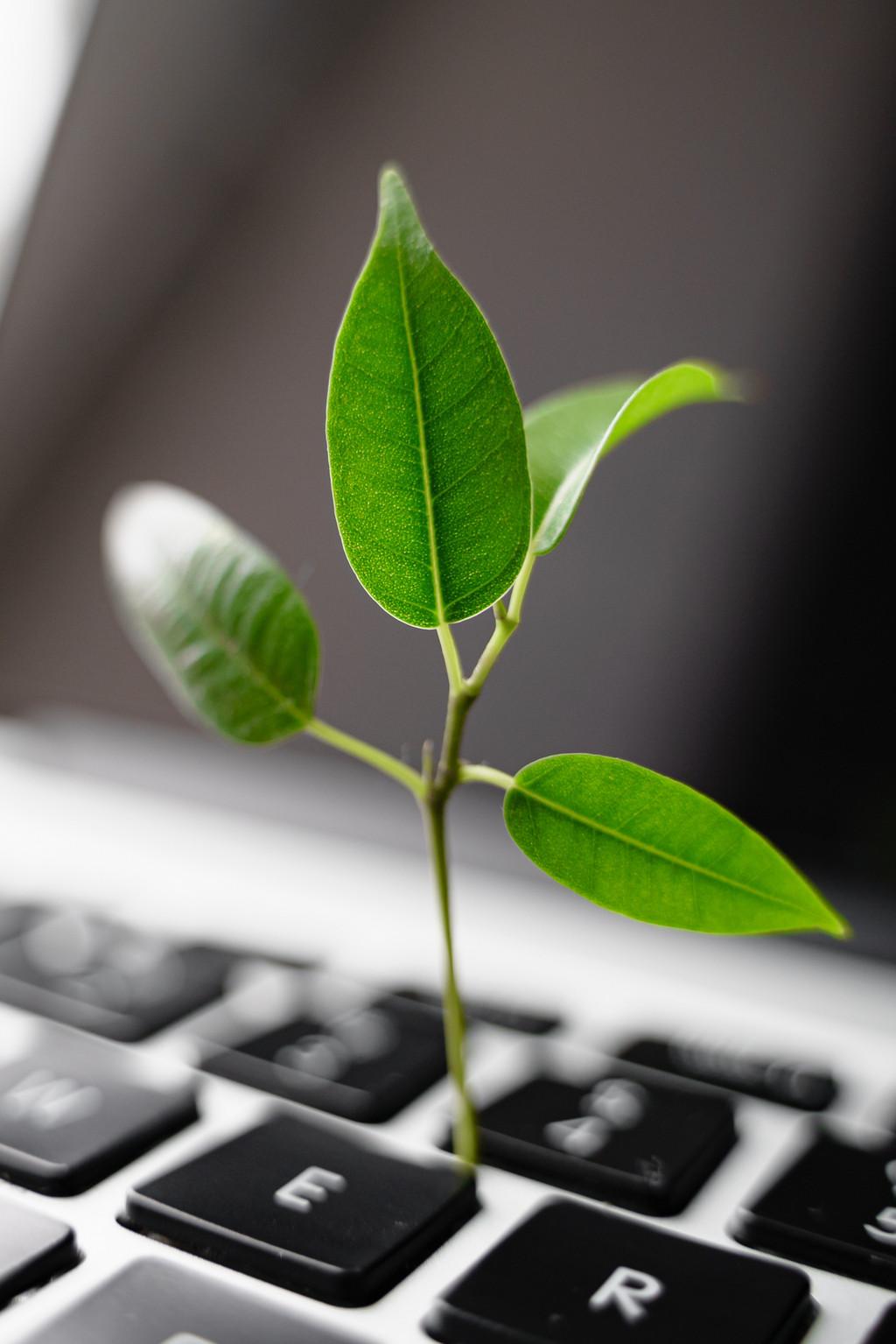 Laptop keyboard with plant growing on it. Green IT computing concept. Carbon efficient technology. Digital sustainability . High quality photo