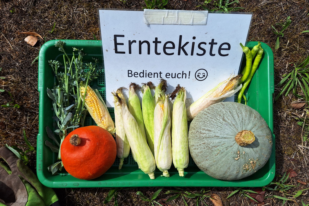 Erntekiste gefüllt mit Gemüse 