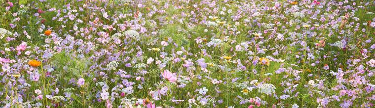 Blumenwiese