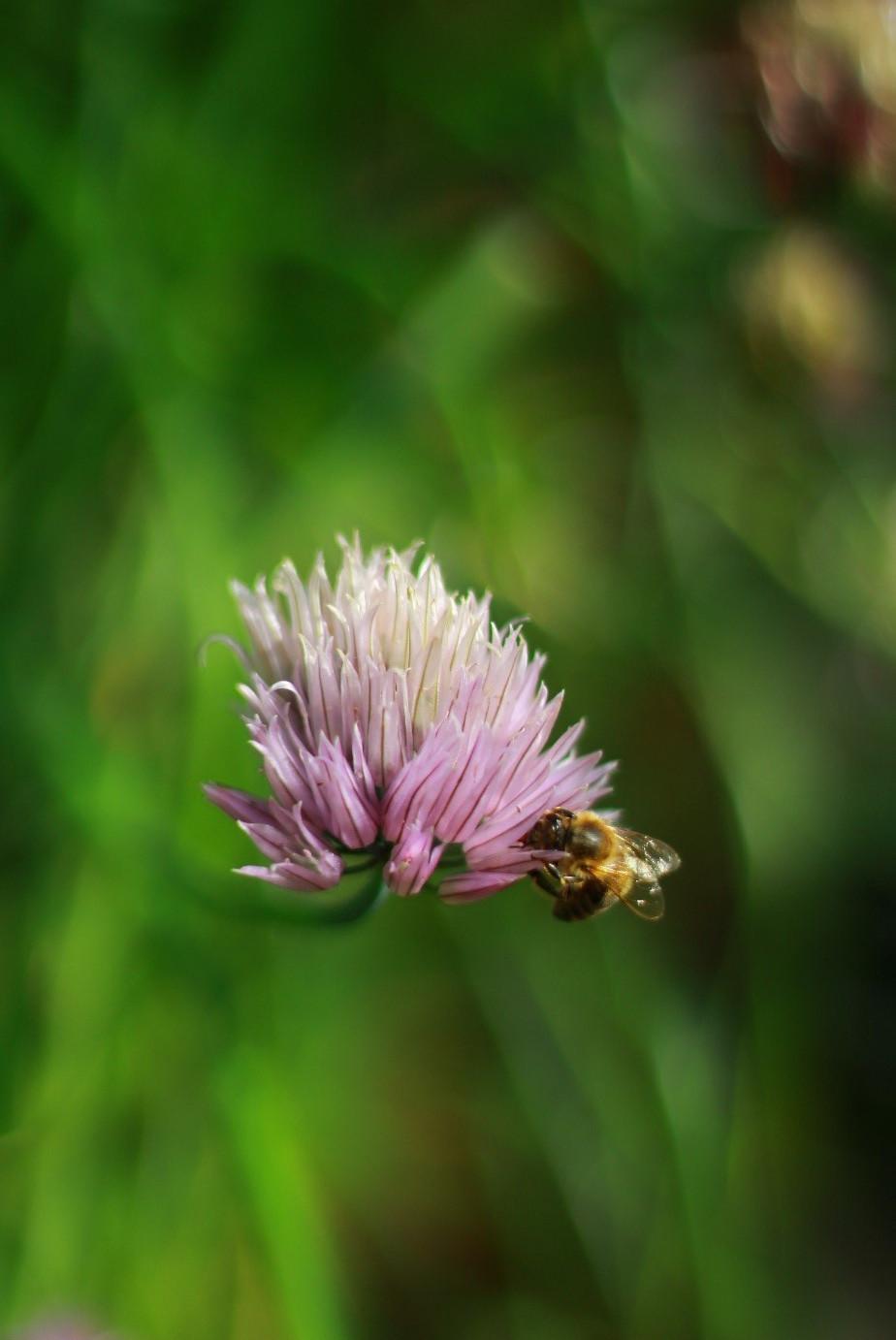 A bee sits on a chive blossom