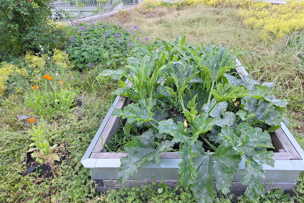  Gartenentwicklung Beet im Milpa Projekt 