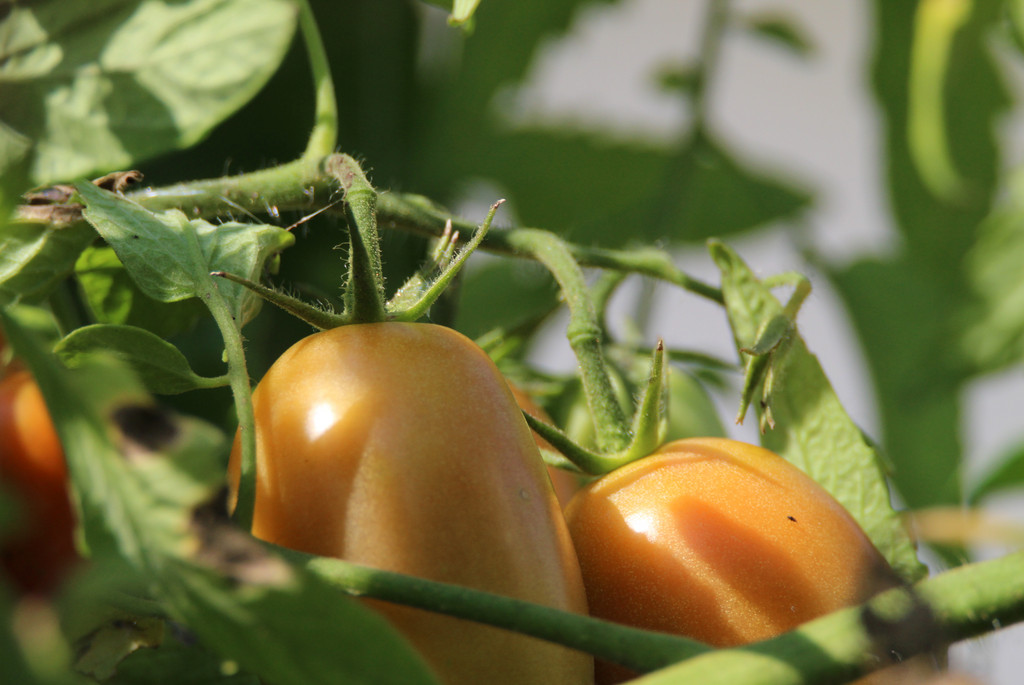 Tomaten hängend an der Pflanze 