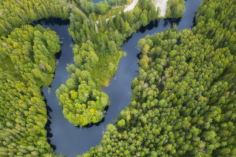 River in the forest