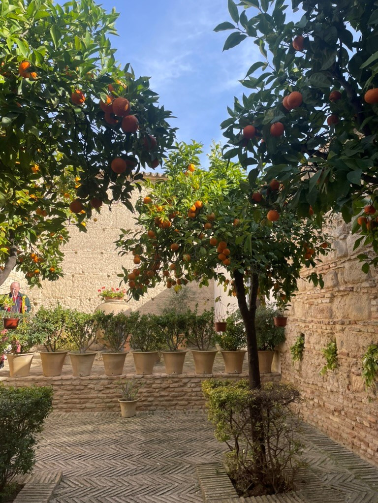 Das Bild zeigt einen Garten mit Orangenbäumen