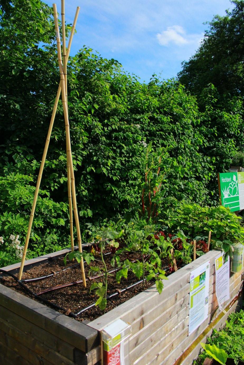 Verschiedene Jungpflanzen und Stangenbohnen-Rankhilfe