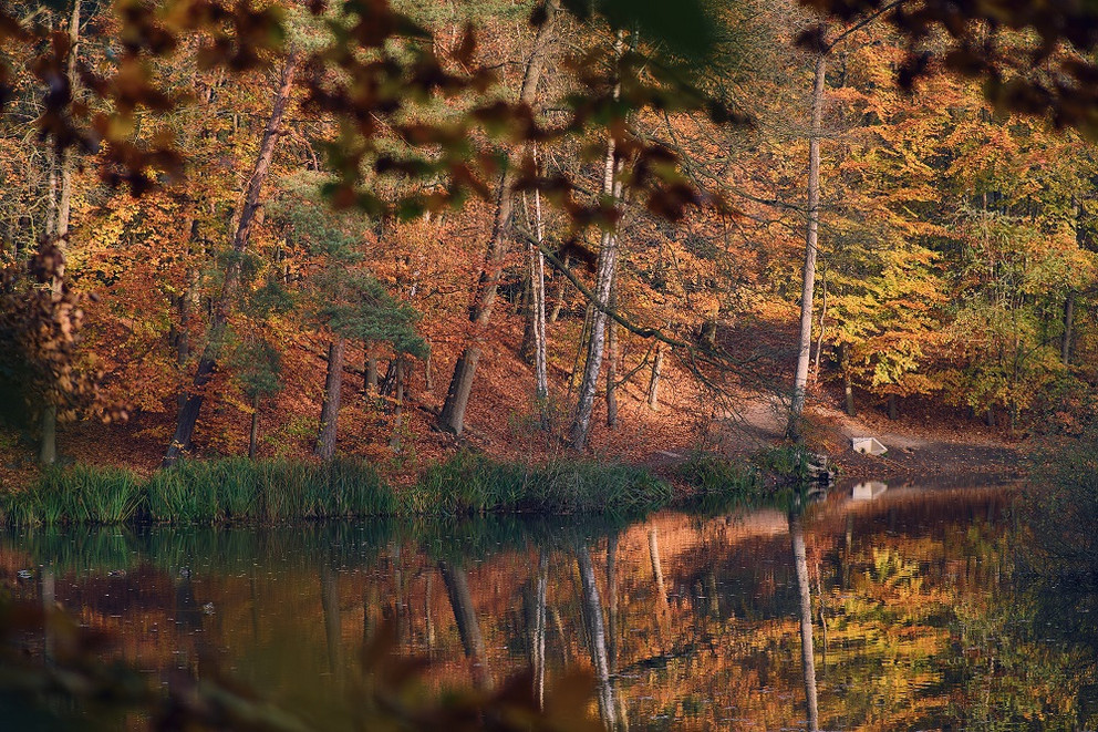 Ein See in einem Herbstwald. 