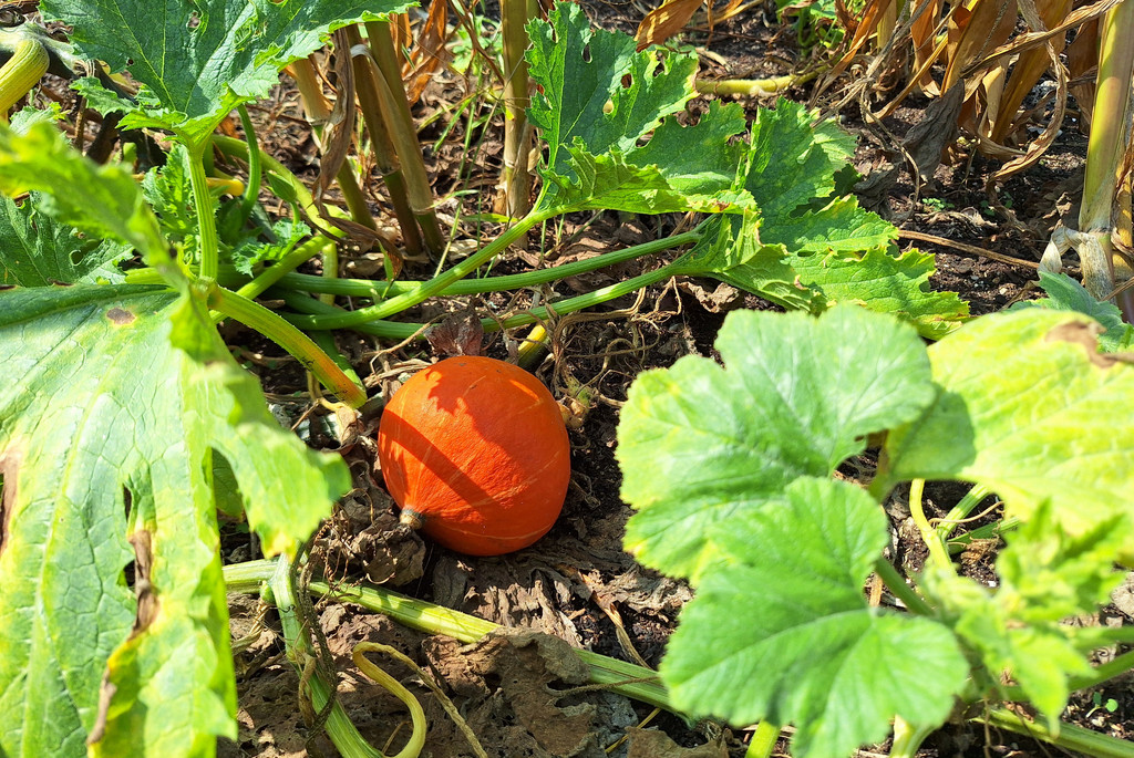 Hokkaido Kürbis im Beet 