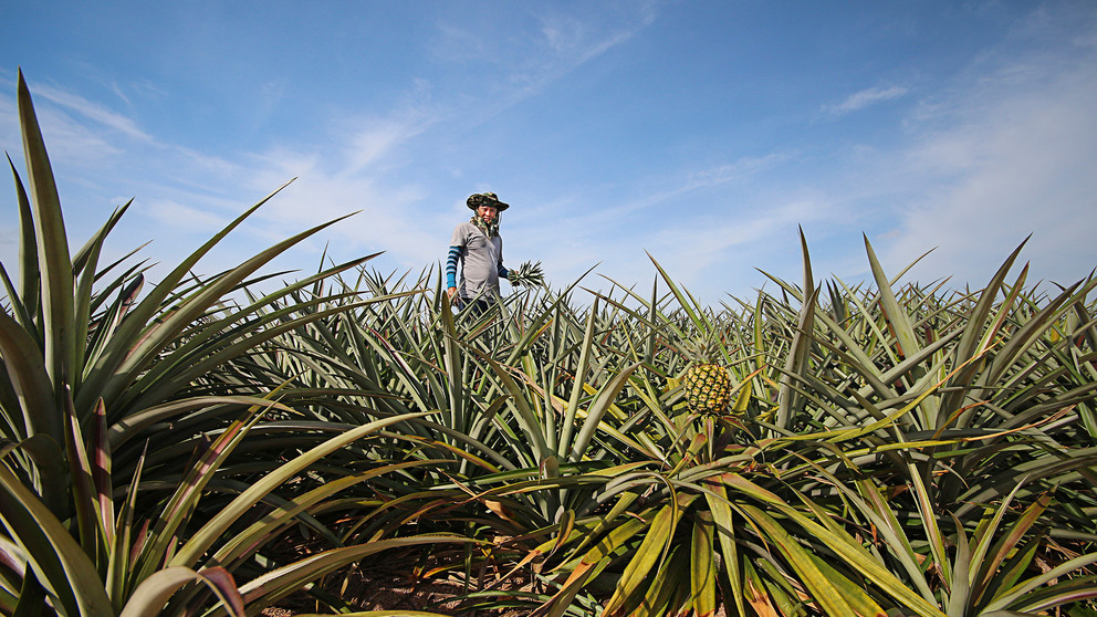 Un campo donde se cultivan piñas.