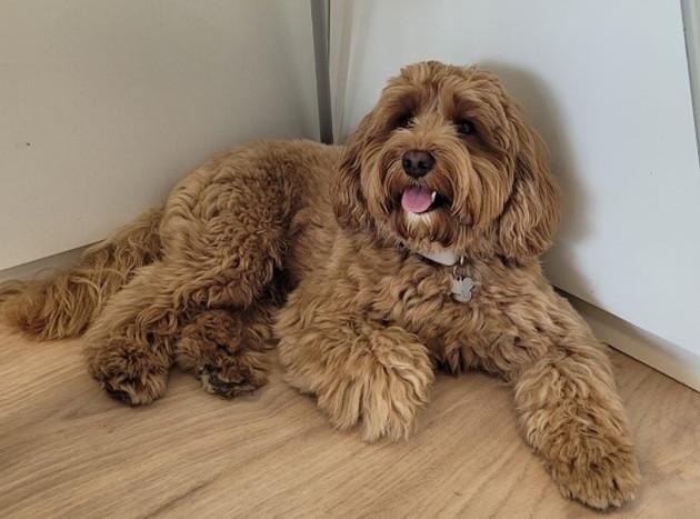 Das Bild zeigt einen flauschigen, mittelgroßen Hund mit lockigem, hellbraunem Fell, der entspannt unter einem Flipchart liegt. Der Hund schaut freundlich nach vorne, mit leicht geöffnetem Mund und heraushängender Zunge, was ihn fröhlich wirken lässt.