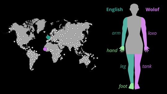 Sprachprobe der Studie: Wörter für Arm/Hand und Bein/Fuß in Englisch und Wolof; Illustration: Dr. Annika Tjuka/MPI-EVA
